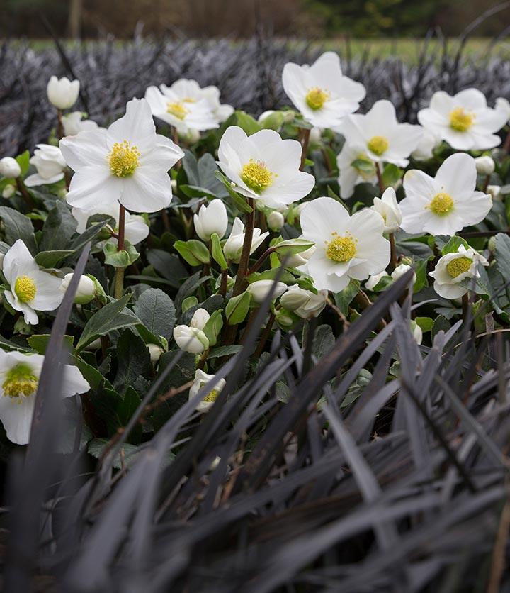 A2 Helleborus Jasper White Christmas Rose - View 7 from www redcrocus com