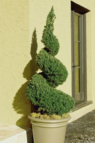 A9 Picea Pusch W Cones! Topiary Standard Topiary Sold Out - View 10 from www redcrocus com