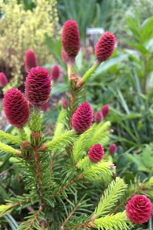 A9 Picea Pusch W Cones! Topiary Standard Topiary Sold Out - View 11 from www redcrocus com