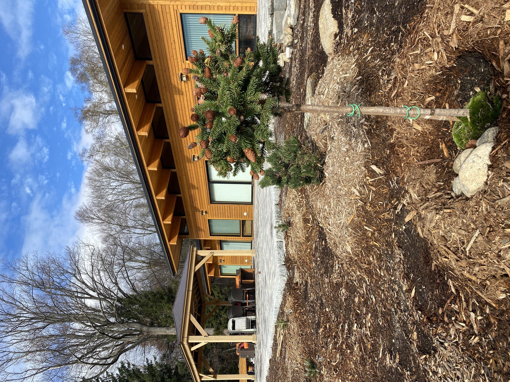 A9 Picea Pusch W Cones! Topiary Standard Topiary Sold Out - View 15 from www redcrocus com