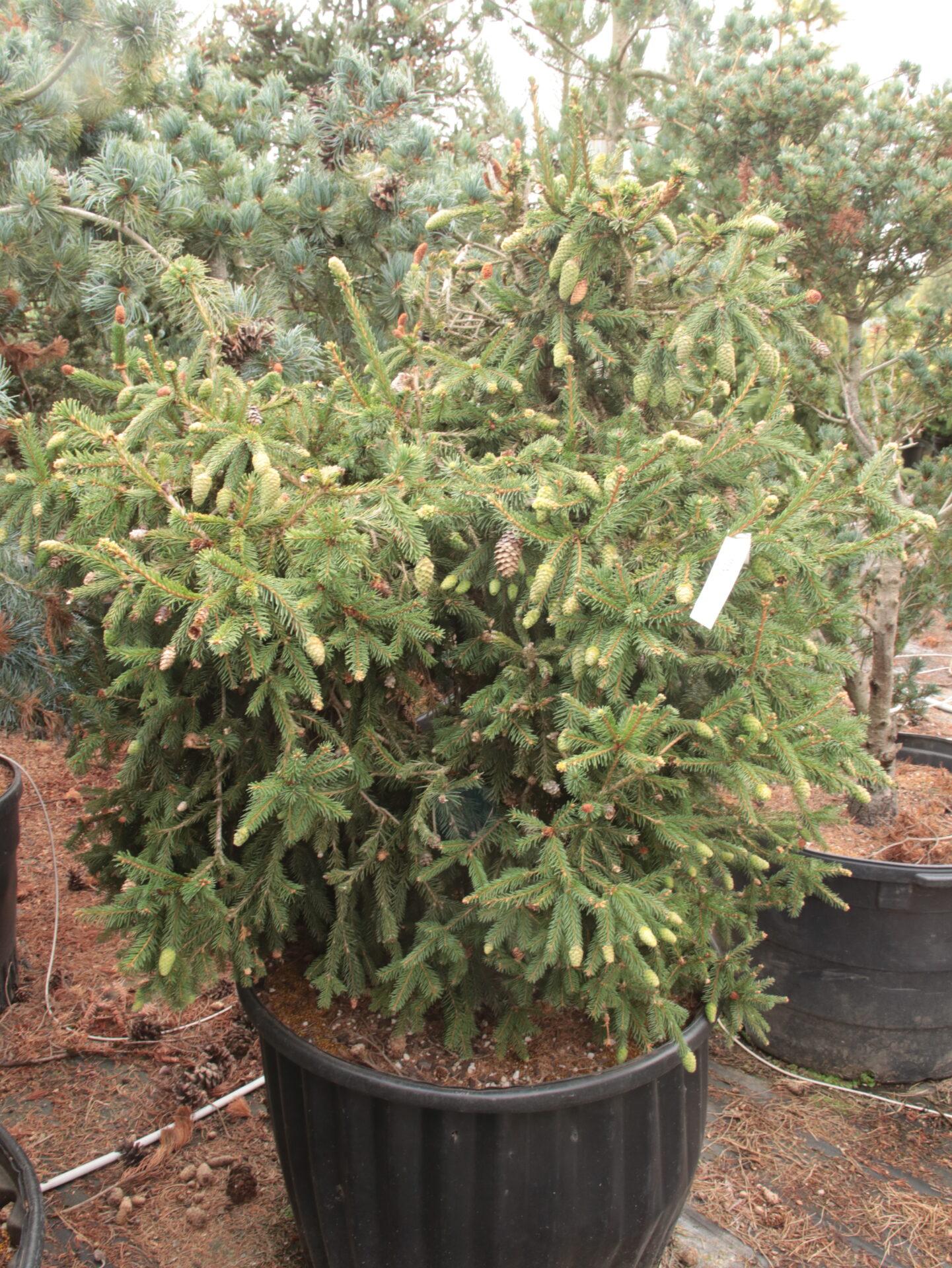 A9 Picea Pusch W Cones! Topiary Standard Topiary Sold Out - View 17 from www redcrocus com