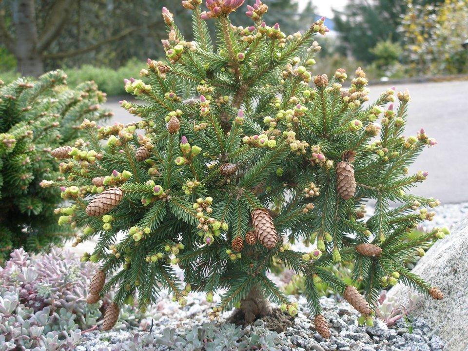 A9 Picea Pusch W Cones! Topiary Standard Topiary Sold Out - View 19 from www redcrocus com