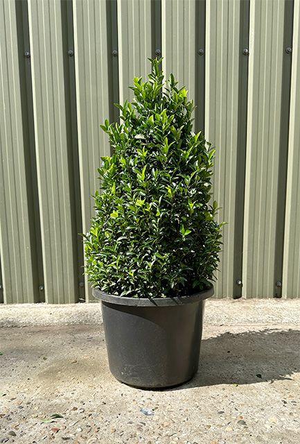 A9 Picea Pusch W Cones! Topiary Standard Topiary Sold Out - View 22 from www redcrocus com