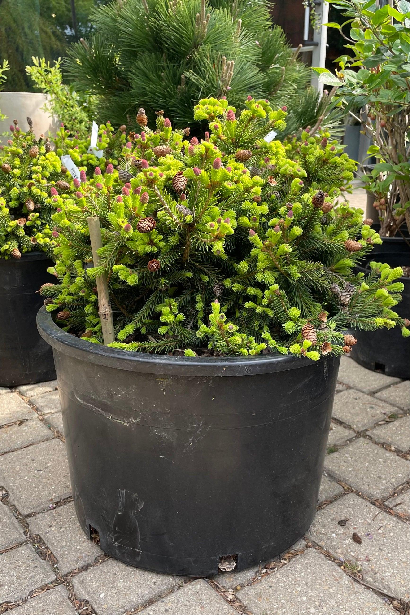 A9 Picea Pusch W Cones! Topiary Standard Topiary Sold Out - View 24 from www redcrocus com