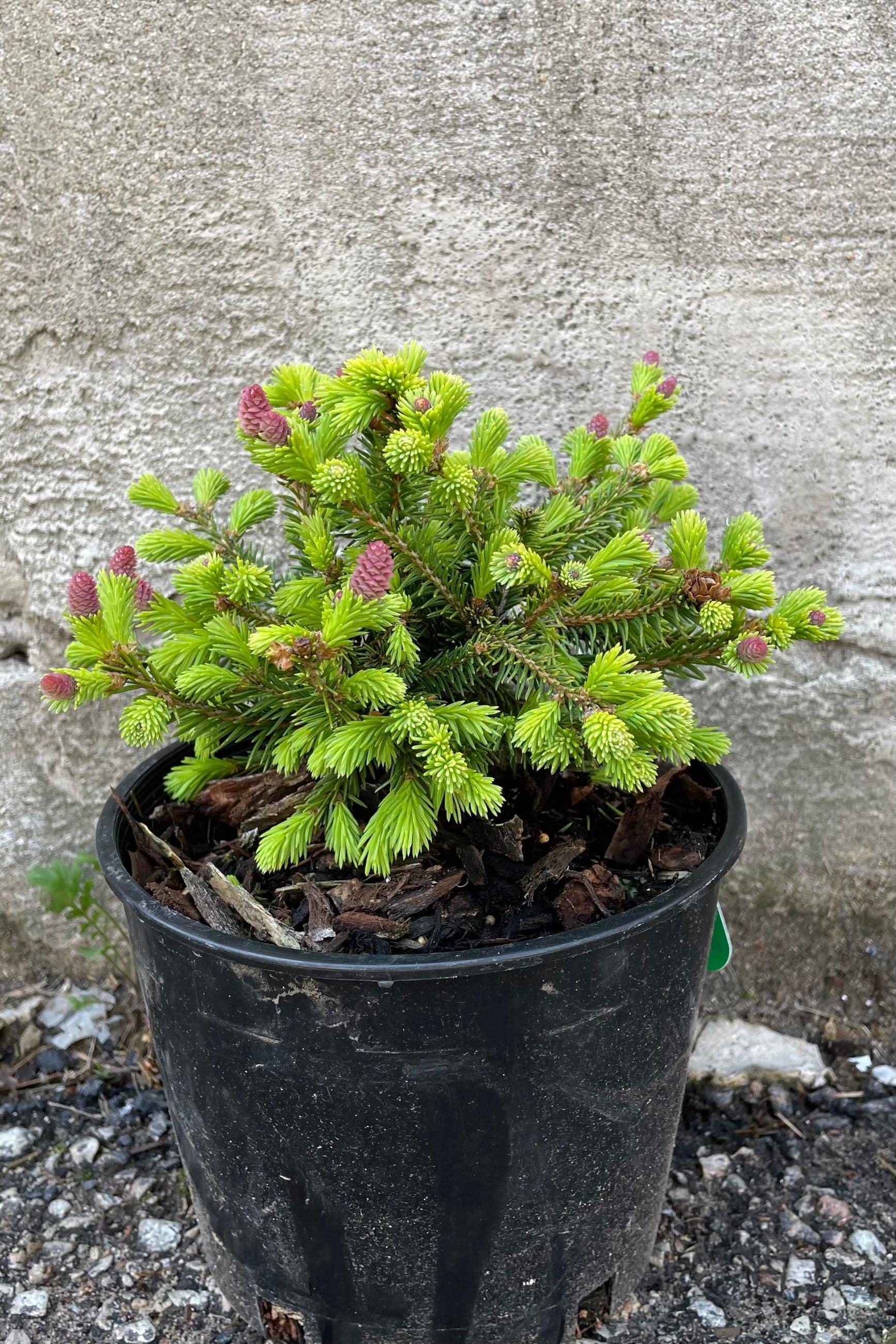 A9 Picea Pusch W Cones! Topiary Standard Topiary Sold Out - View 26 from www redcrocus com