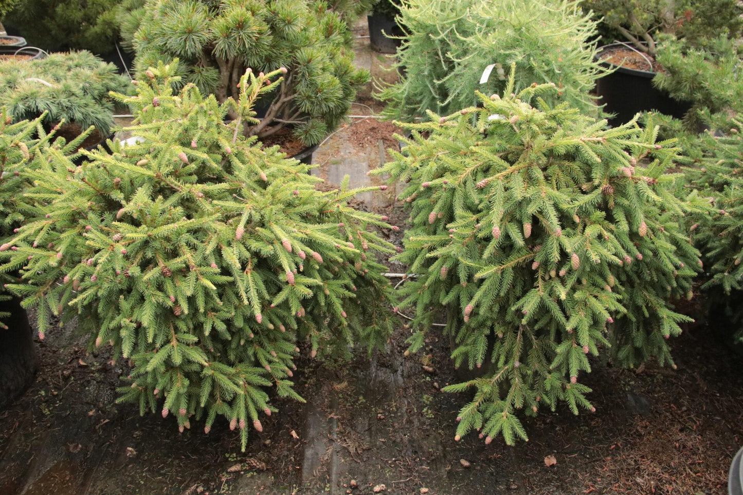 A9 Picea Pusch W Cones! Topiary Standard Topiary Sold Out - View 27 from www redcrocus com