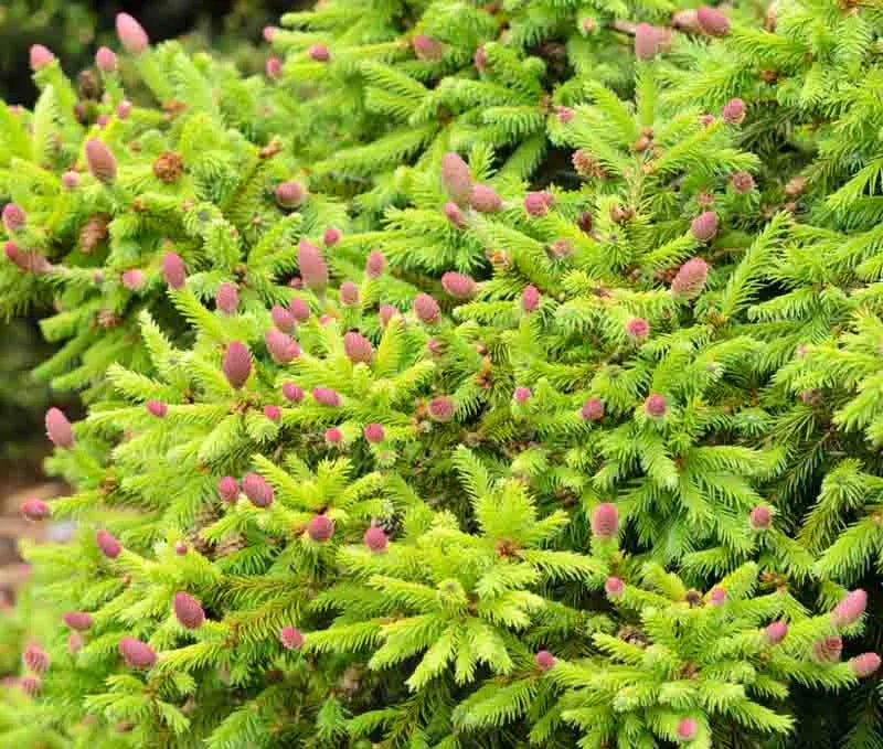 A9 Picea Pusch W Cones! Topiary Standard Topiary Sold Out - View 30 from www redcrocus com