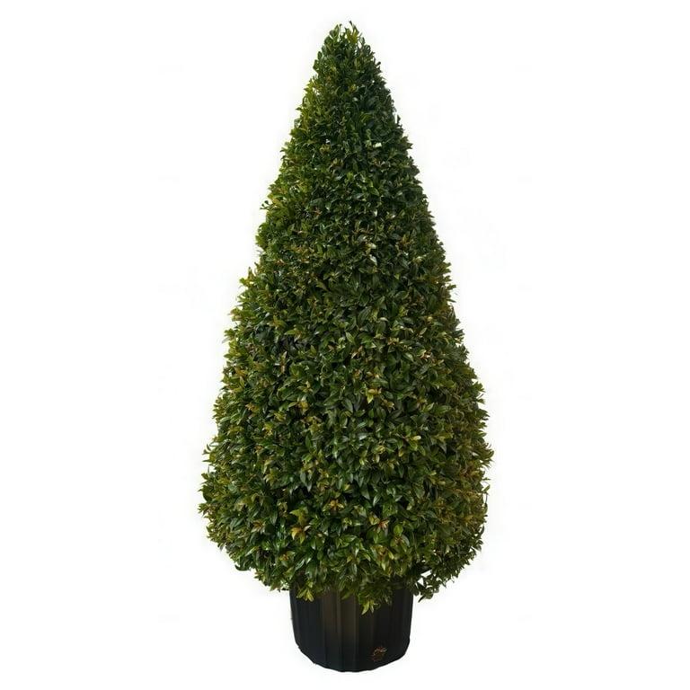 A9 Picea Pusch W Cones! Topiary Standard Topiary Sold Out - View 31 from www redcrocus com