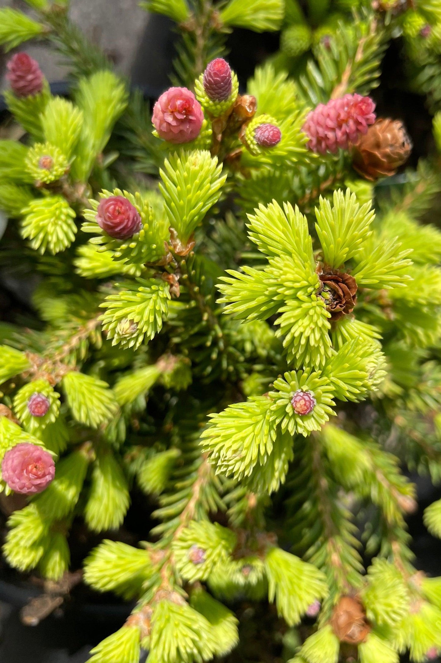 A9 Picea Pusch W Cones! Topiary Standard Topiary Sold Out - View 32 from www redcrocus com