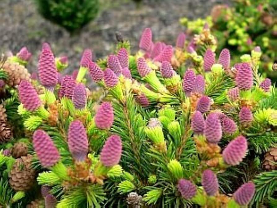 A9 Picea Pusch W Cones! Topiary Standard Topiary Sold Out - View 33 from www redcrocus com