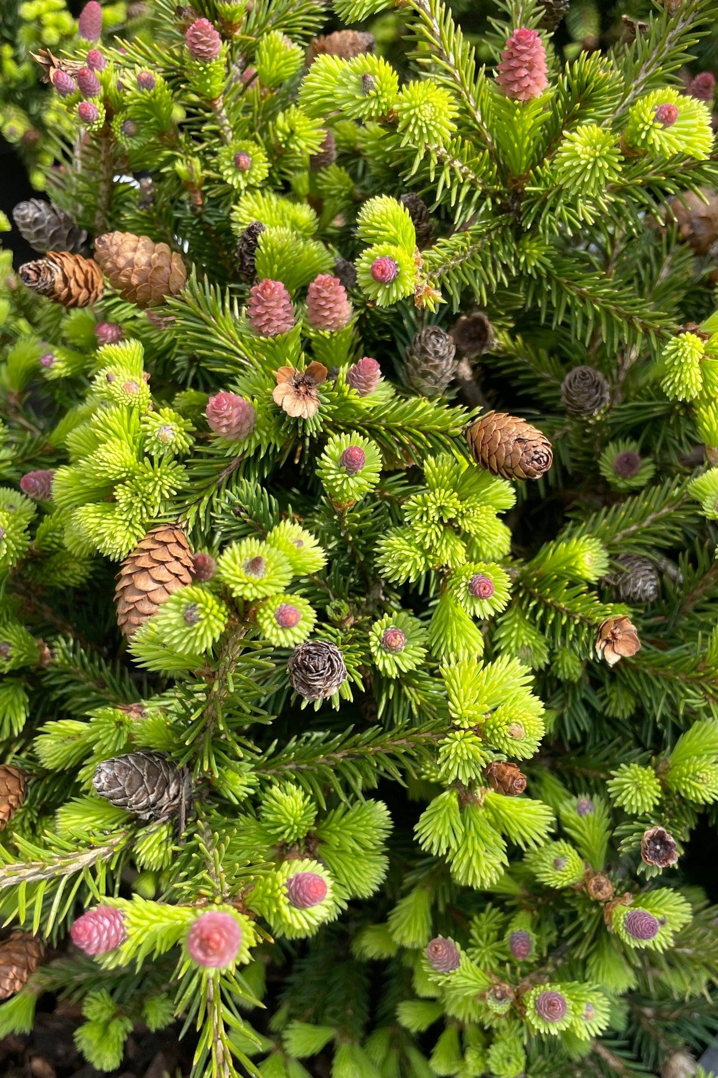A9 Picea Pusch W Cones! Topiary Standard Topiary Sold Out - View 3 from www redcrocus com