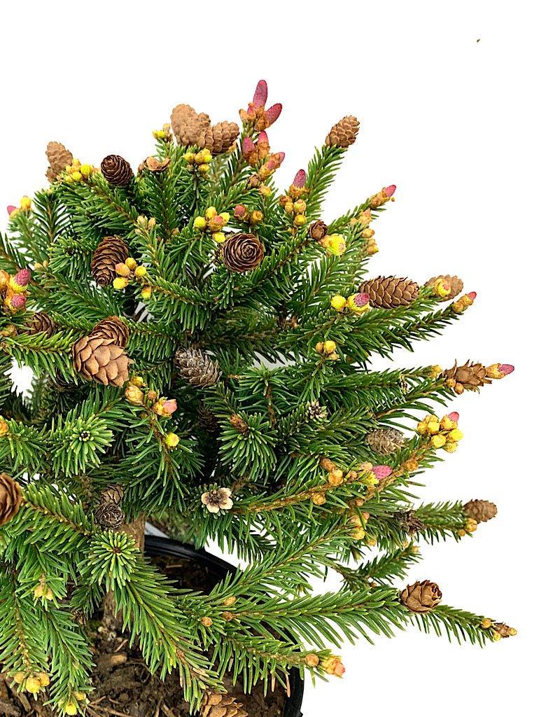 A9 Picea Pusch W Cones! Topiary Standard Topiary Sold Out - View 5 from www redcrocus com