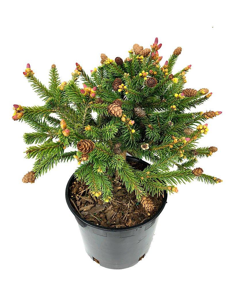 A9 Picea Pusch W Cones! Topiary Standard Topiary Sold Out - View 7 from www redcrocus com