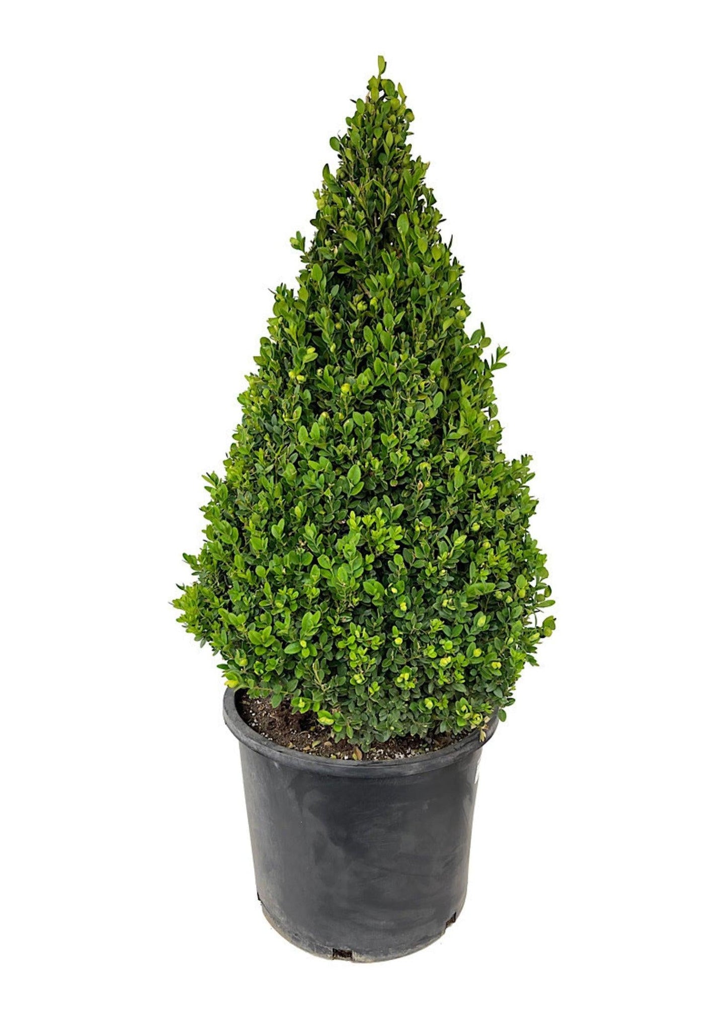 A9 Picea Pusch W Cones! Topiary Standard Topiary Sold Out - View 9 from www redcrocus com