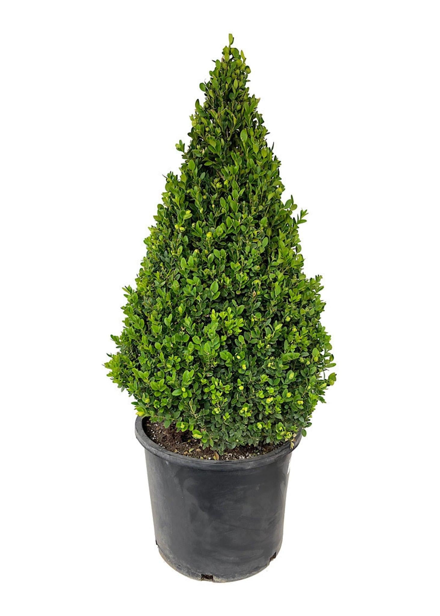 A9 Picea Pusch W Cones! Topiary Standard Topiary Sold Out - View 9 from www redcrocus com