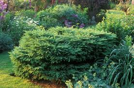 RedCrocus Bird's Nest Spruce Live Plant - Picea abies 'nidimormis' Dwarf Evergreen Conifer, Cold-Hardy, Low Maintenance, Outdoor Landscape Shrub  3 Gallon Nursery Pot