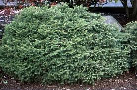 RedCrocus Bird's Nest Spruce Live Plant - Picea abies 'nidimormis' Dwarf Evergreen Conifer, Cold-Hardy, Low Maintenance, Outdoor Landscape Shrub  3 Gallon Nursery Pot