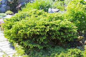 RedCrocus Bird's Nest Spruce Live Plant - Picea abies 'nidimormis' Dwarf Evergreen Conifer, Cold-Hardy, Low Maintenance, Outdoor Landscape Shrub  3 Gallon Nursery Pot