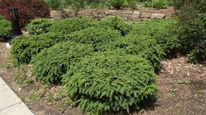 RedCrocus Bird's Nest Spruce Live Plant - Picea abies 'nidimormis' Dwarf Evergreen Conifer, Cold-Hardy, Low Maintenance, Outdoor Landscape Shrub  3 Gallon Nursery Pot