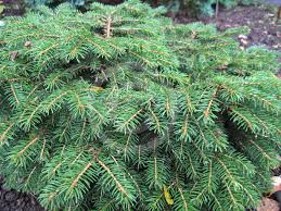 RedCrocus Bird's Nest Spruce Live Plant - Picea abies 'nidimormis' Dwarf Evergreen Conifer, Cold-Hardy, Low Maintenance, Outdoor Landscape Shrub  3 Gallon Nursery Pot