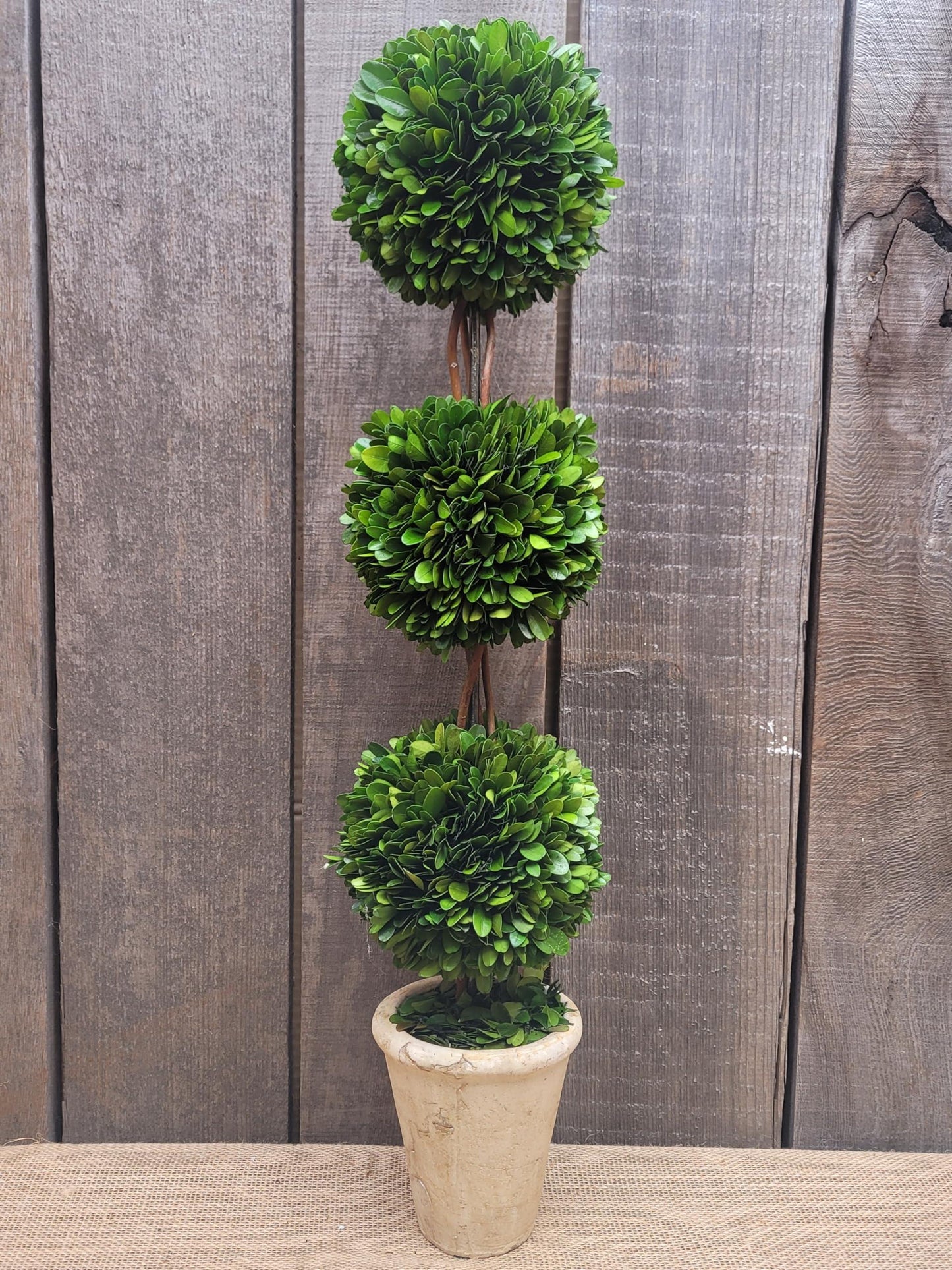 D8 Ball Topiary - View 22 from www redcrocus com