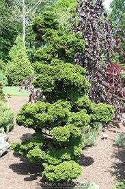 RedCrocus Chamaecyparis obtusa 'Rigid Dwarf' Hinoki Cypress Live Plant – Compact, Slow-Growing Evergreen Conifer for Small Gardens, Containers, Rock & Zen Gardens; Dense, Low-Maintenance Form  1 Gallon Nursery Pot