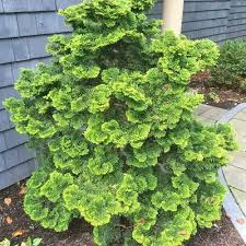 RedCrocus Chamaecyparis obtusa 'Rigid Dwarf' Hinoki Cypress Live Plant – Compact, Slow-Growing Evergreen Conifer for Small Gardens, Containers, Rock & Zen Gardens; Dense, Low-Maintenance Form  1 Gallon Nursery Pot