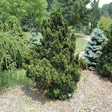 RedCrocus Chamaecyparis obtusa 'Rigid Dwarf' Hinoki Cypress Live Plant – Compact, Slow-Growing Evergreen Conifer for Small Gardens, Containers, Rock & Zen Gardens; Dense, Low-Maintenance Form  1 Gallon Nursery Pot