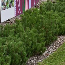 RedCrocus Dwarf Mugo Pine 'Pumilio' (Pinus mugo) – Live Evergreen Conifer, Cold-Hardy Zones 2–7, Deer Resistant, Low-Maintenance, Slow-Growing, Great for Rock Gardens & Containers  3 Gallon Nursery Pot