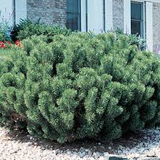 RedCrocus Dwarf Mugo Pine 'Pumilio' (Pinus mugo) – Live Evergreen Conifer, Cold-Hardy Zones 2–7, Deer Resistant, Low-Maintenance, Slow-Growing, Great for Rock Gardens & Containers  3 Gallon Nursery Pot