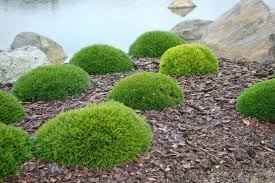 RedCrocus Dwarf Mugo Pine 'Pumilio' (Pinus mugo) – Live Evergreen Conifer, Cold-Hardy Zones 2–7, Deer Resistant, Low-Maintenance, Slow-Growing, Great for Rock Gardens & Containers  3 Gallon Nursery Pot