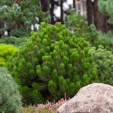 RedCrocus Dwarf Mugo Pine 'Pumilio' (Pinus mugo) – Live Evergreen Conifer, Cold-Hardy Zones 2–7, Deer Resistant, Low-Maintenance, Slow-Growing, Great for Rock Gardens & Containers  3 Gallon Nursery Pot