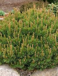 RedCrocus Dwarf Mugo Pine 'Pumilio' (Pinus mugo) – Live Evergreen Conifer, Cold-Hardy Zones 2–7, Deer Resistant, Low-Maintenance, Slow-Growing, Great for Rock Gardens & Containers  3 Gallon Nursery Pot