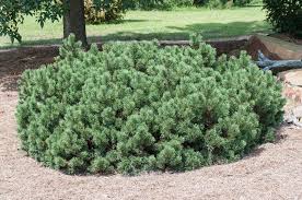 RedCrocus Dwarf Mugo Pine 'Pumilio' (Pinus mugo) – Live Evergreen Conifer, Cold-Hardy Zones 2–7, Deer Resistant, Low-Maintenance, Slow-Growing, Great for Rock Gardens & Containers  3 Gallon Nursery Pot