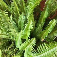 RedCrocus Australian Mother Fern - Nephrolepis obliterata Indoor Shade Plant, Pet-Friendly, Easy Care Fern for Shaded Areas  6"