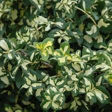 RedCrocus Euonymus 'Moonshadow' Live Plant – Variegated Evergreen Shrub, Wintercreeper, Sun/Part Shade, USDA Zones 5-9, Year-Round Color  1 Gallon Nursery Pot
