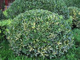 RedCrocus Euonymus 'Moonshadow' Live Plant – Variegated Evergreen Shrub, Wintercreeper, Sun/Part Shade, USDA Zones 5-9, Year-Round Color  1 Gallon Nursery Pot