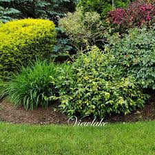 RedCrocus Euonymus 'Moonshadow' Live Plant – Variegated Evergreen Shrub, Wintercreeper, Sun/Part Shade, USDA Zones 5-9, Year-Round Color  1 Gallon Nursery Pot