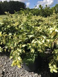 RedCrocus Euonymus 'Moonshadow' Live Plant – Variegated Evergreen Shrub, Wintercreeper, Sun/Part Shade, USDA Zones 5-9, Year-Round Color  1 Gallon Nursery Pot