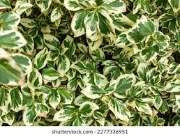 RedCrocus Euonymus 'Moonshadow' Live Plant – Variegated Evergreen Shrub, Wintercreeper, Sun/Part Shade, USDA Zones 5-9, Year-Round Color  1 Gallon Nursery Pot