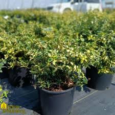 RedCrocus Euonymus 'Moonshadow' Live Plant – Variegated Evergreen Shrub, Wintercreeper, Sun/Part Shade, USDA Zones 5-9, Year-Round Color  1 Gallon Nursery Pot