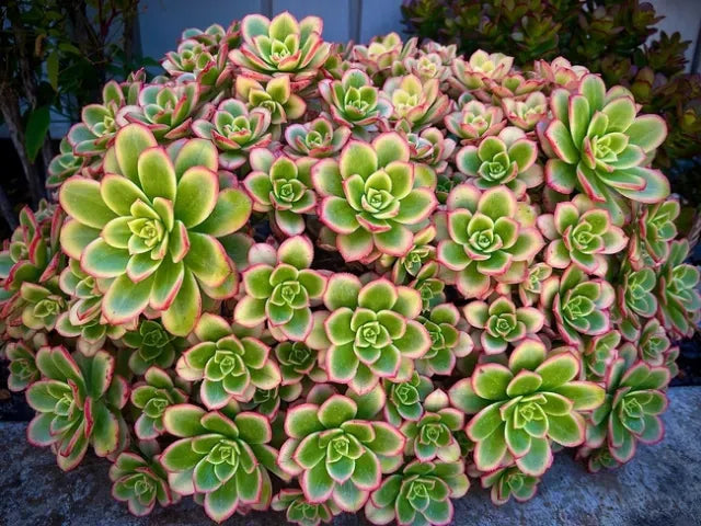 Bdf Succulent Aeonium Kiwi - View 11 from www redcrocus com