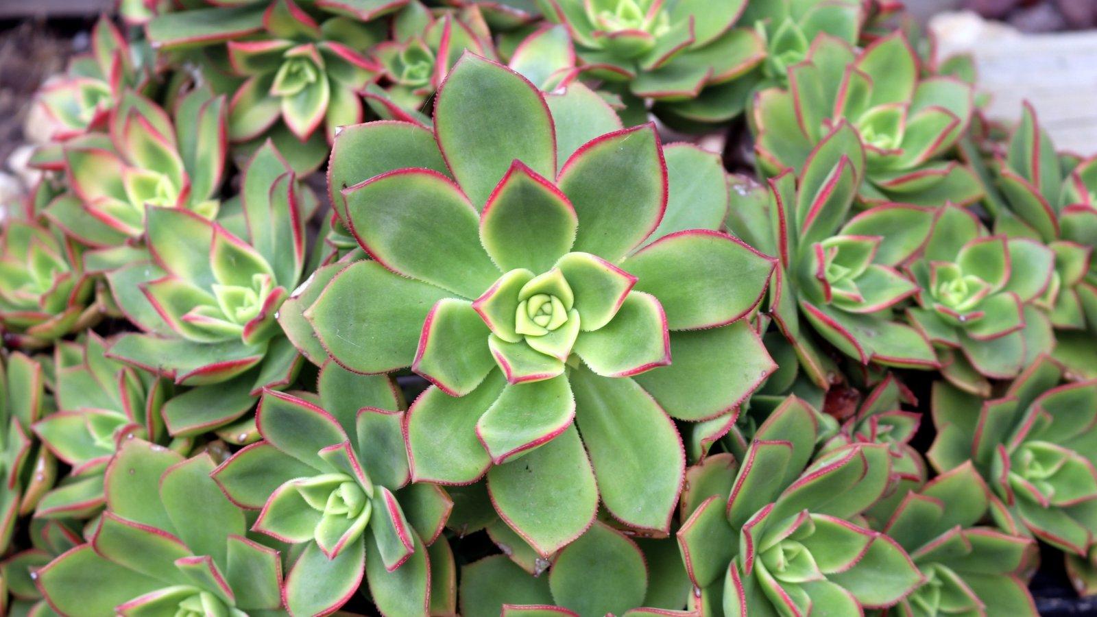 Bdf Succulent Aeonium Kiwi - View 15 from www redcrocus com