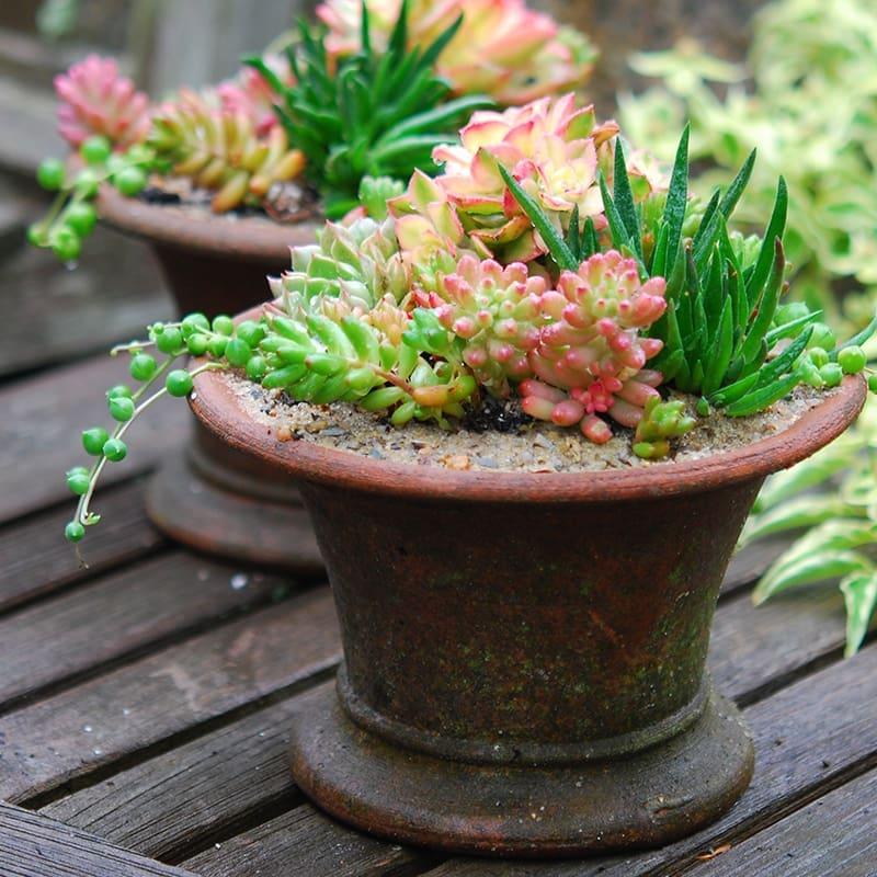 Bdf Succulent Aeonium Kiwi - View 16 from www redcrocus com