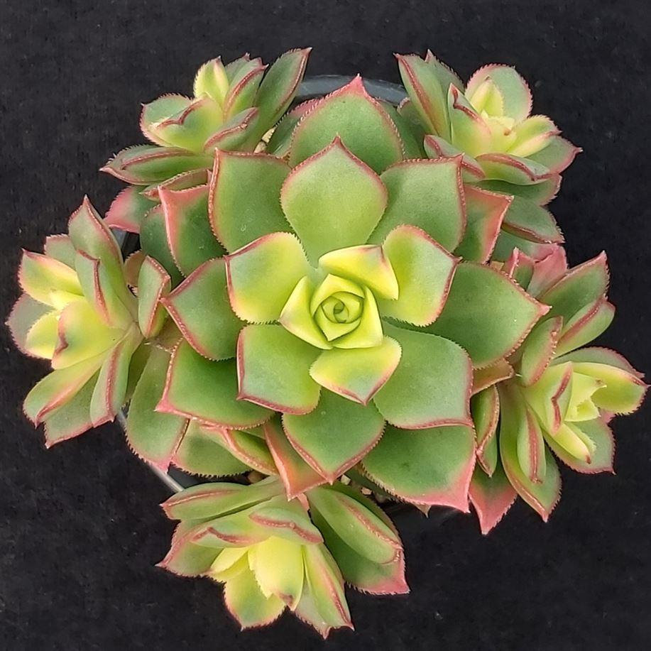Bdf Succulent Aeonium Kiwi - View 17 from www redcrocus com