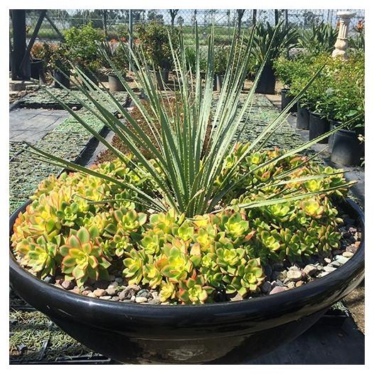 Bdf Succulent Aeonium Kiwi - View 18 from www redcrocus com