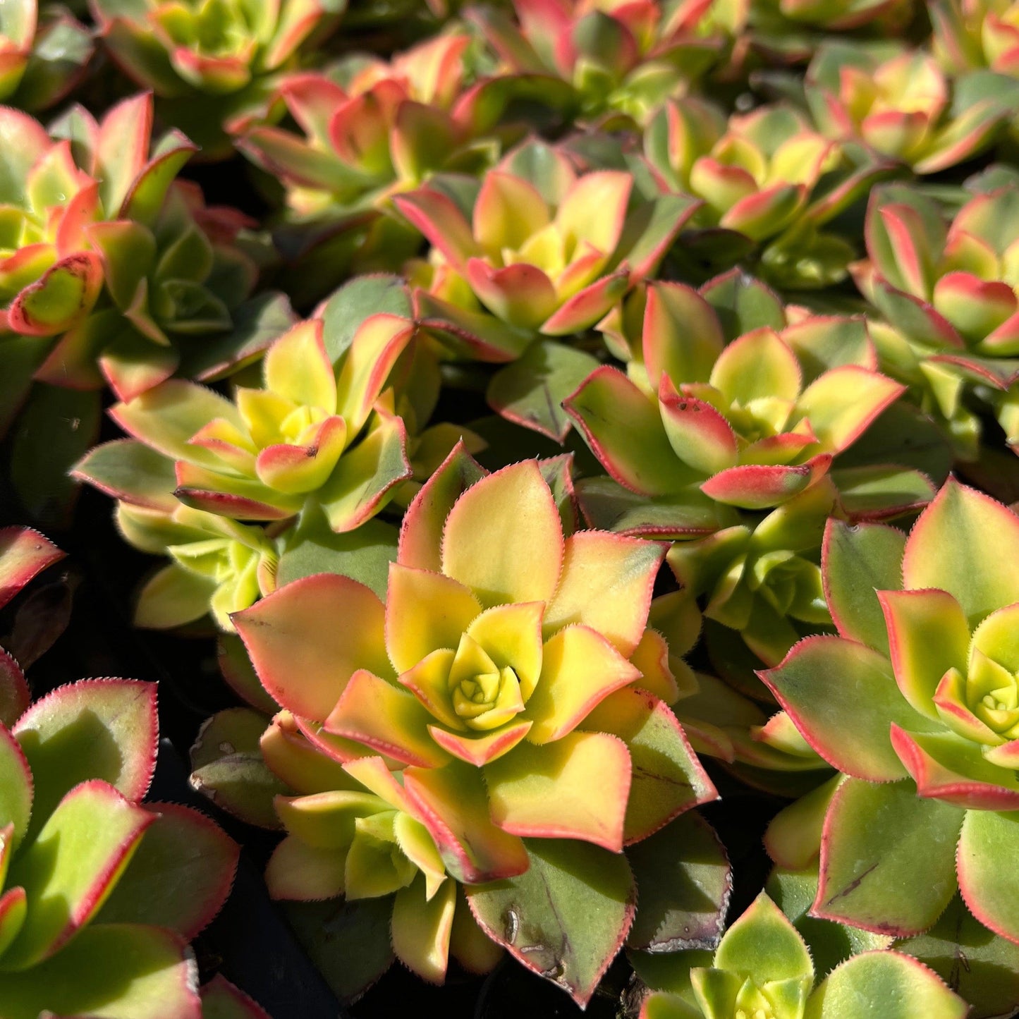 Bdf Succulent Aeonium Kiwi - View 20 from www redcrocus com