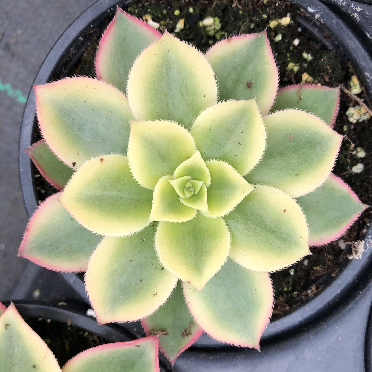 Bdf Succulent Aeonium Kiwi - View 21 from www redcrocus com