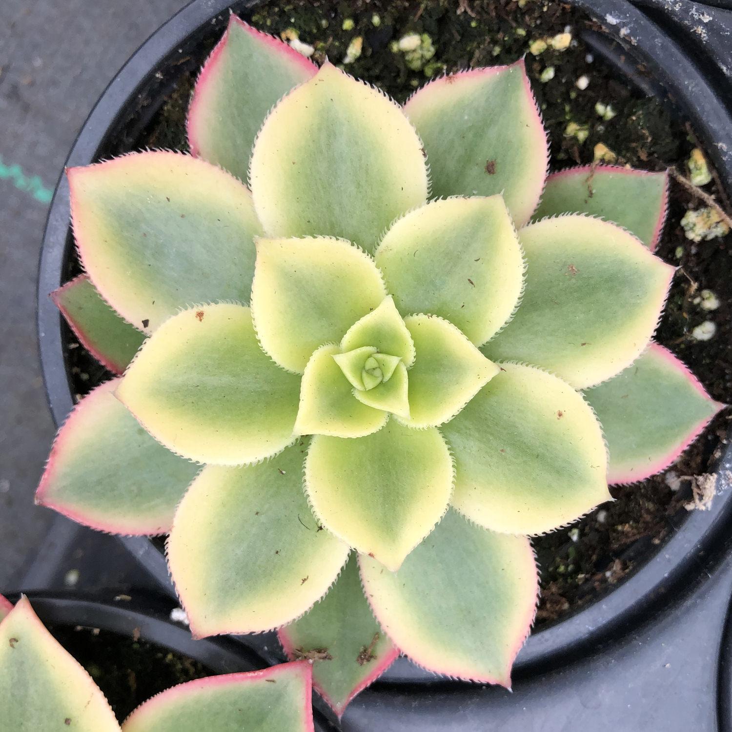 Bdf Succulent Aeonium Kiwi - View 21 from www redcrocus com