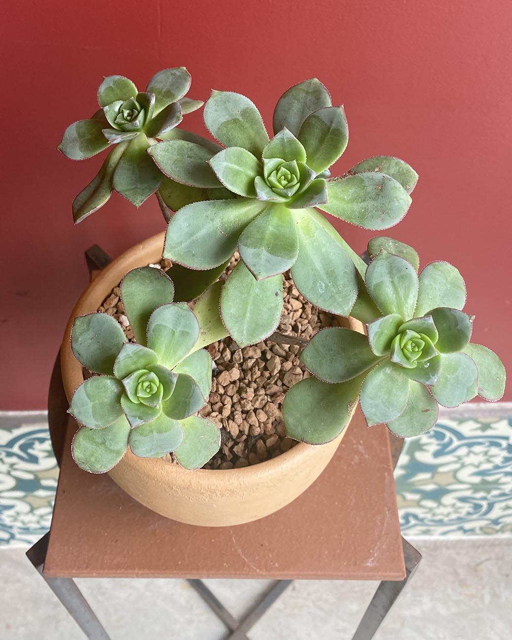 Bdf Succulent Aeonium Kiwi - View 22 from www redcrocus com